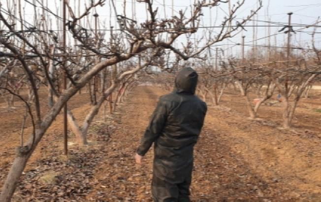 파주시, 과수화상병 예방 나서