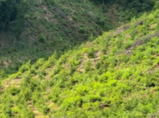 파주시, 경제림 조성 사업 본격 추진…백합나무, 낙엽송 등 식재