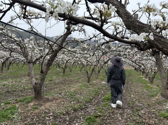 용인특례시 과수화상병 예찰 사진