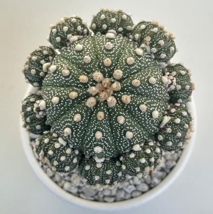 아스트로피튬 쿠키볼